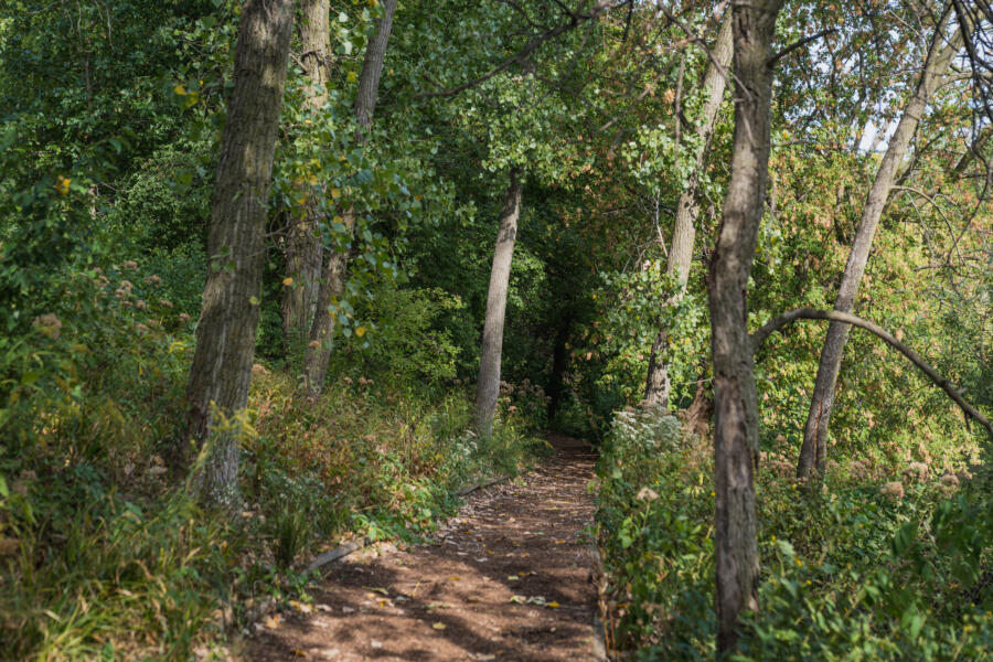 A park in Albany Park