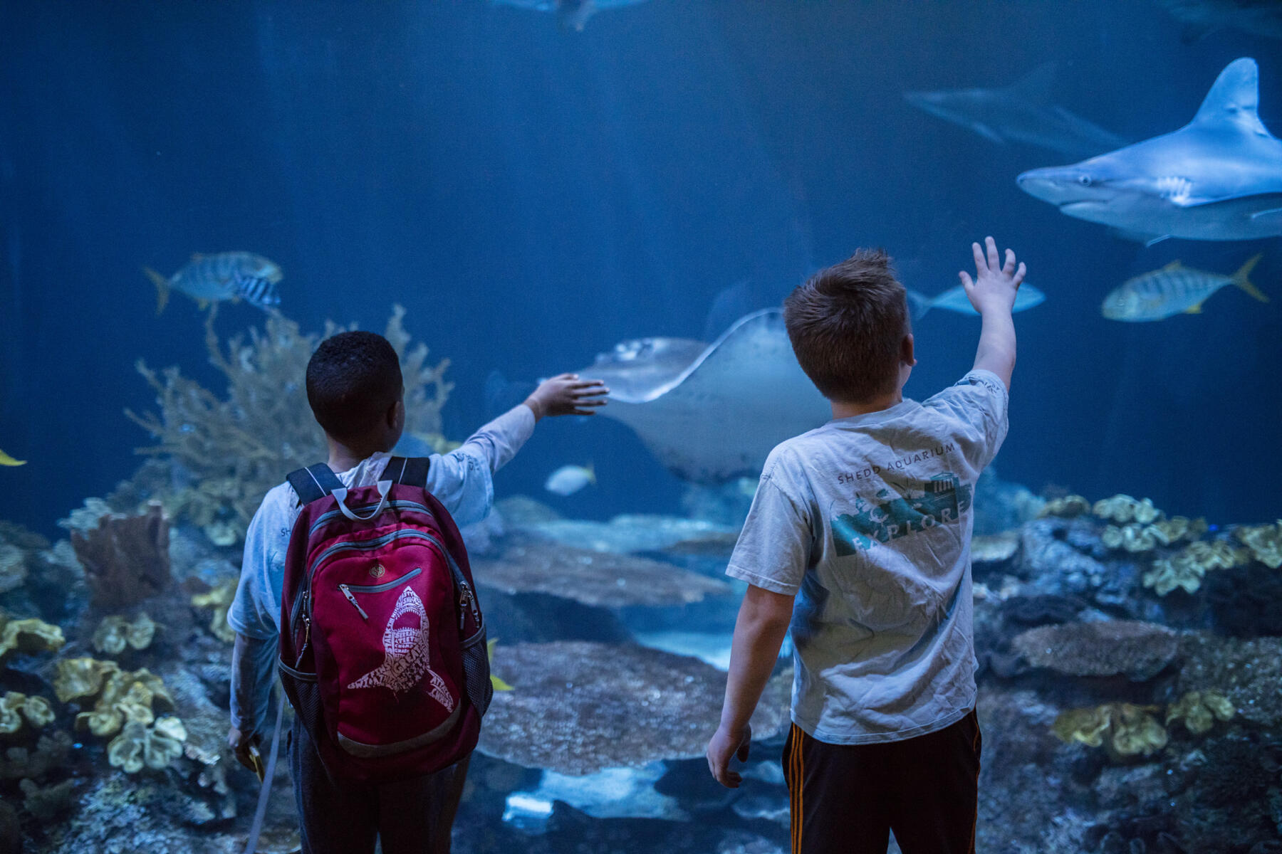 Wild Reef Shark Habitat at Shedd Aquarium